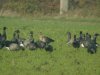 White-fronted Goose at Paglesham Lagoon (Steve Arlow) (103529 bytes)